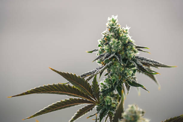 Why Bulk Cannabis Is a Smart Choice for Regular Consumers